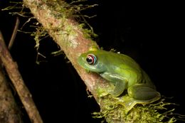 Image of Boophis luteus (Boulenger 1882)