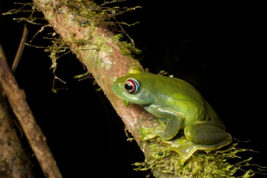 Image of Ankafana Bright-eyed Frog