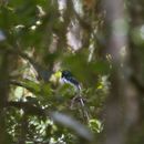 Image of Madagascar Paradise Flycatcher