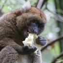 Image of greater bamboo lemur
