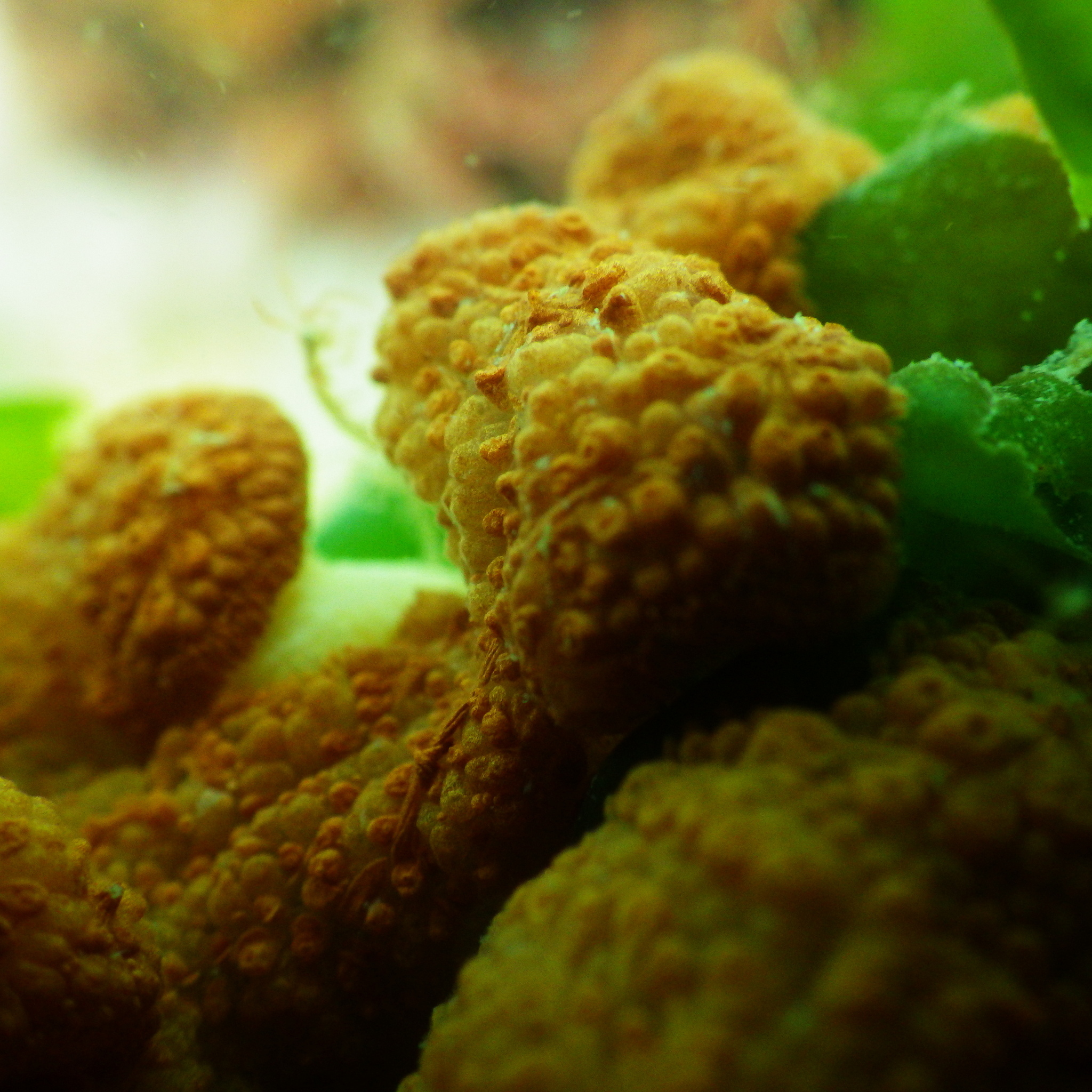 Image of Colonial tunicate