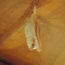 Image of Northern Ghost Bat