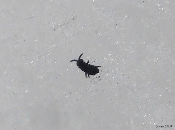 snow flea encyclopedia of life