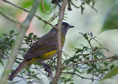 Image of Black-and-yellow Phainoptila