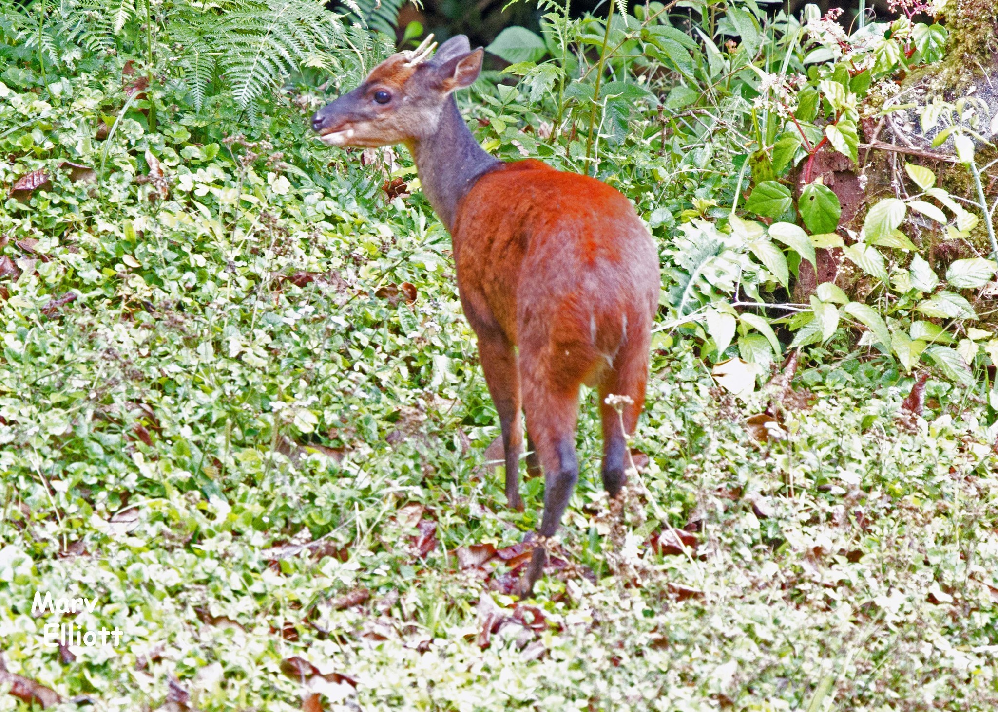 Central American Red Brocket Deer - Encyclopedia of Life