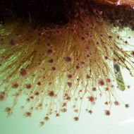 Image of Ectopleura crocea (Agassiz 1862)