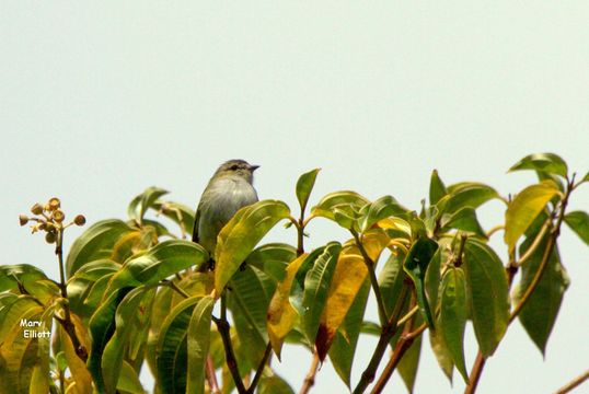 Image of Guatemalan Tyrannulet