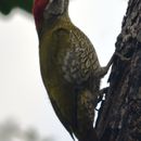 Image of Scaly-bellied woodpecker