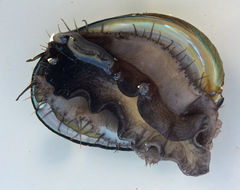 Image of Black Abalone