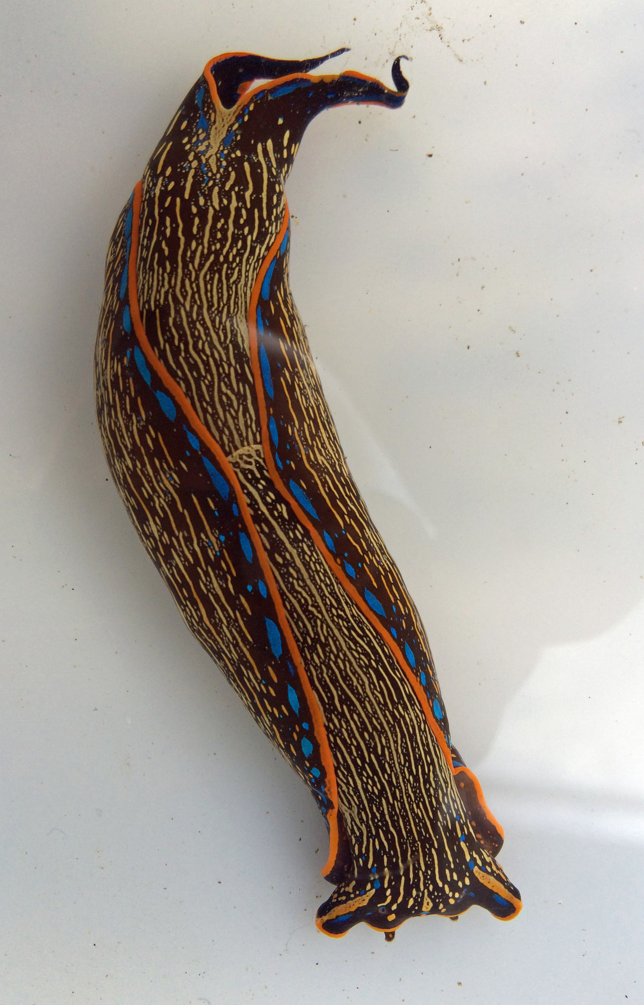 Image of Navanax inermis (J. G. Cooper 1862)