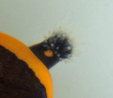 Image of Navanax inermis (J. G. Cooper 1862)