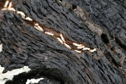 Image of Pacific coast dampwood termite