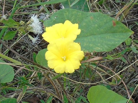 Image of <i>Merremia umbellata</i>