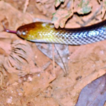 Image of Brown-headed or grey-naped snake
