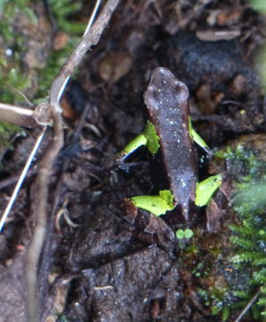 18.https www inaturalist org photos 1428197.580x360