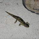 Image of Mexican Tiger Salamander