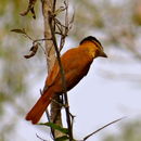 Image of Rose-throated Becard
