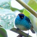 Image of Golden-naped Tanager