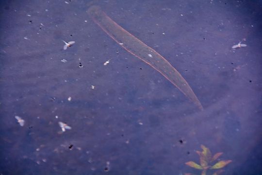 18.https www inaturalist org photos 1431711.580x360