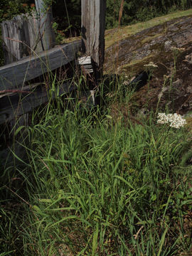 Image of blue wildrye