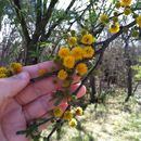 Image of <i>Vachellia farnesiana</i>