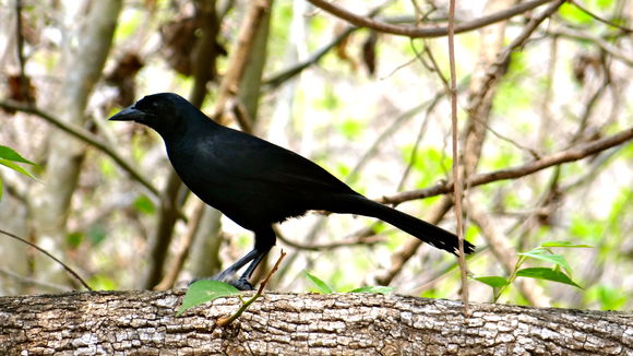 Image of Melodious Blackbird