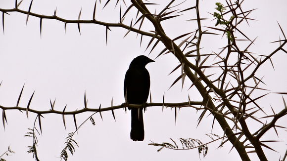Image of Melodious Blackbird