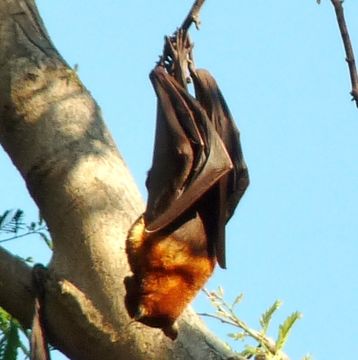 Image of Little Red Flying Fox