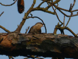 Image of Brown-headed nuthatch