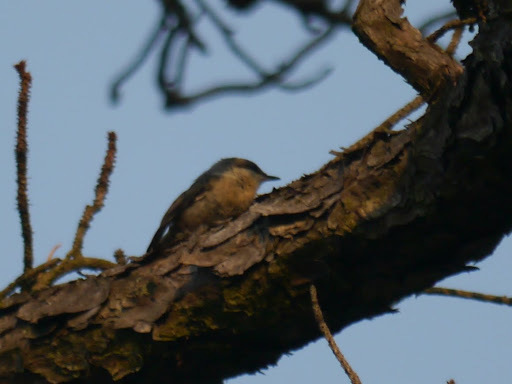 Image of Brown-headed nuthatch