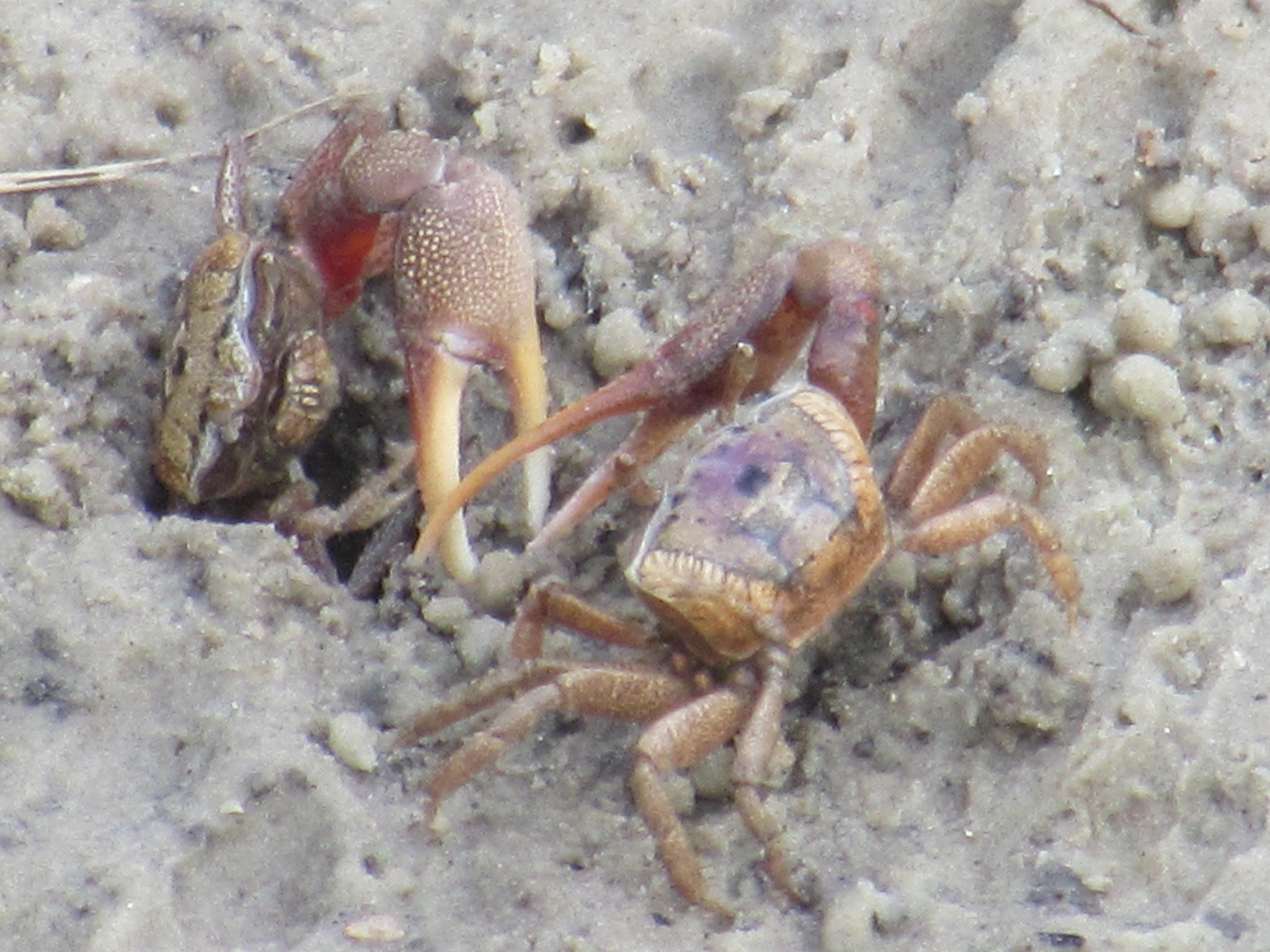 Image of Atlantic sand fiddler