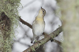 Image of Blackburnian Warbler