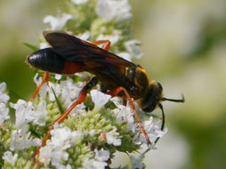 Image of Great Golden Digger Wasp