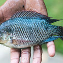 Image of Mozambique Tilapia