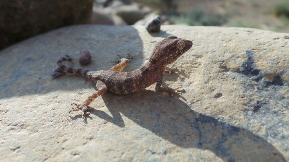 Image of <i>Trachydactylus hajarensis</i> (Arnold 1980)