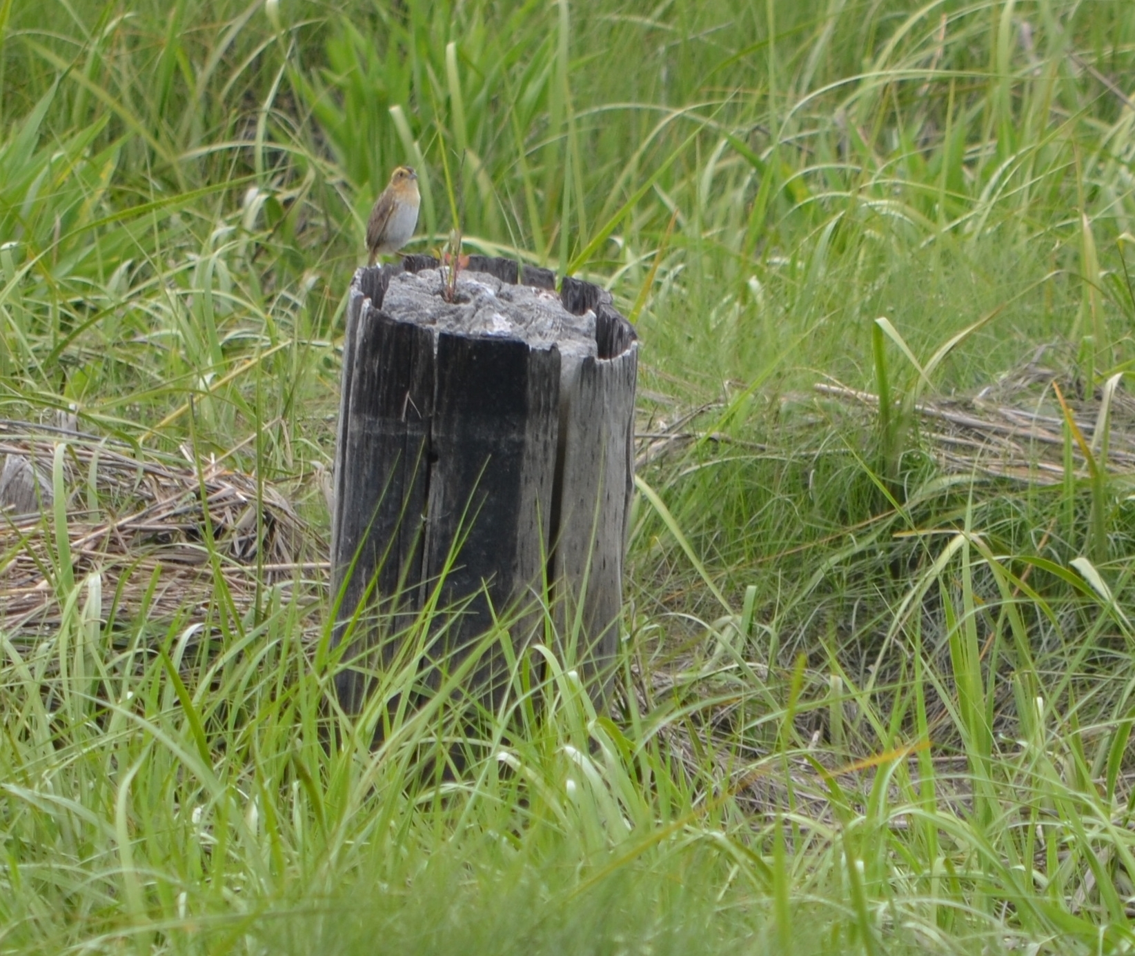 Image of Nelson's Sparrow