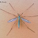 Image of Marsh crane fly