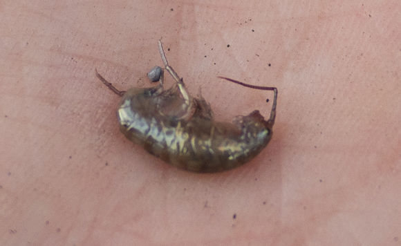18.https www inaturalist org photos 1442363.580x360