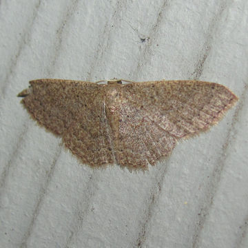 Image of Common Tan Wave
