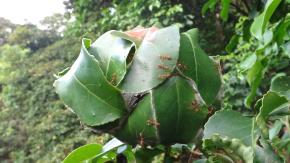 Image of Asian Weaver Ant