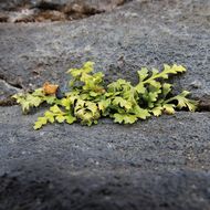 Image of <i>Asplenium montanum</i>