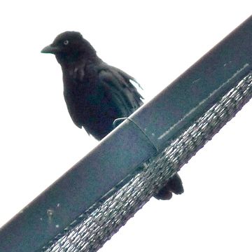 Image of Torresian Crow