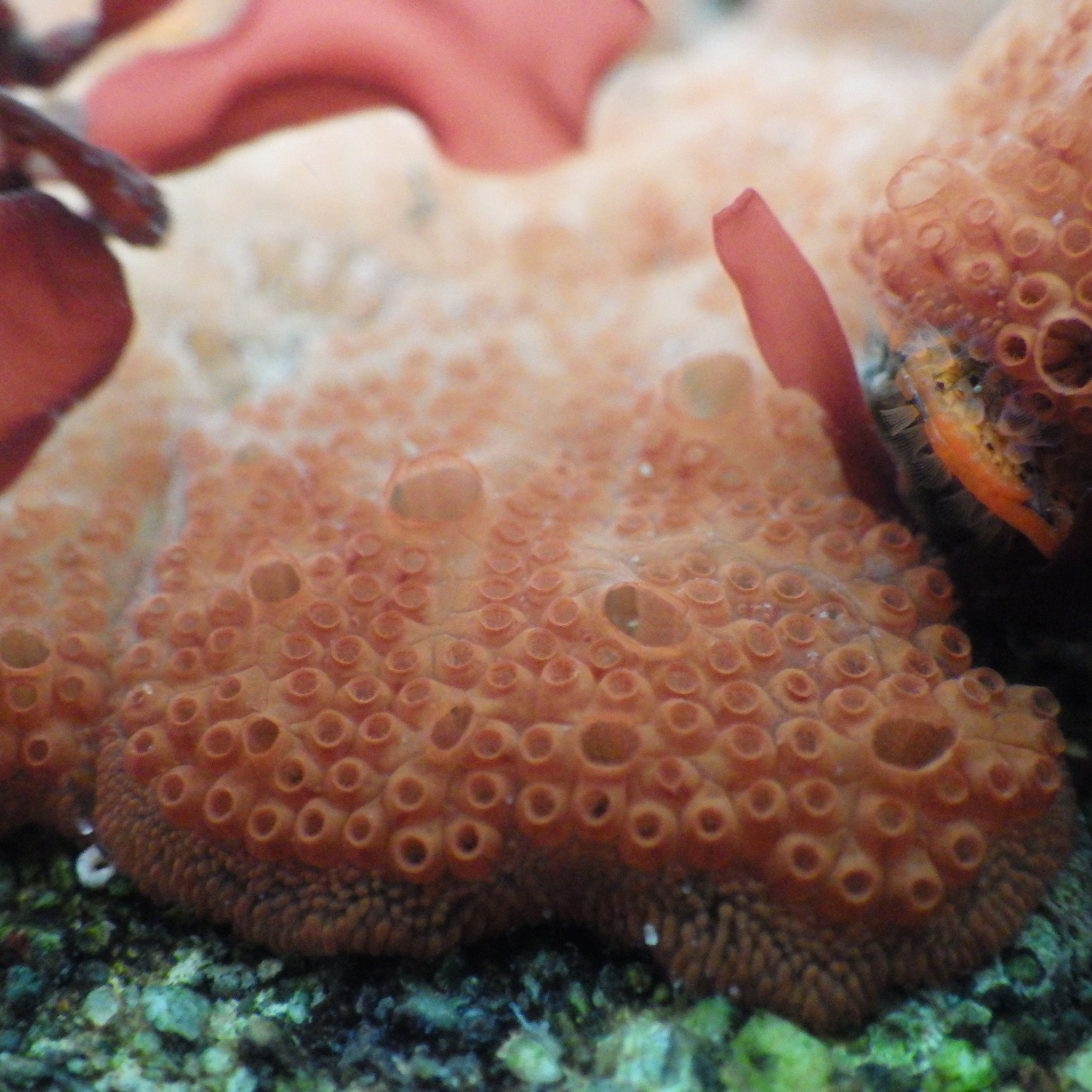 Image of Colonial tunicate