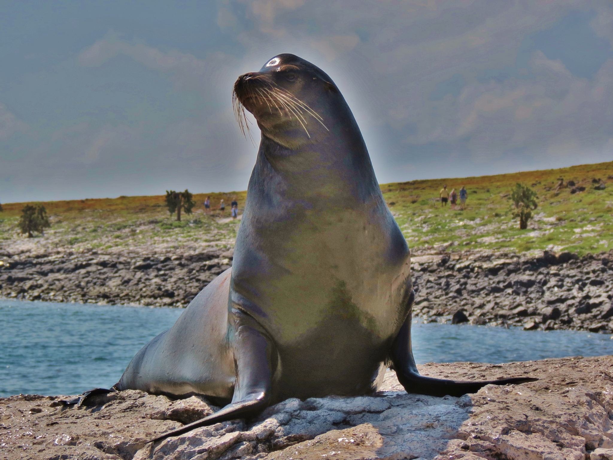 Galapagos Sea Lion Encyclopedia of Life