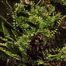 Image of maidenhair spleenwort