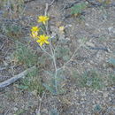 Image of <i>Mentzelia multiflora</i>