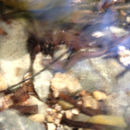 Image of San Gabriel Springs Salamander