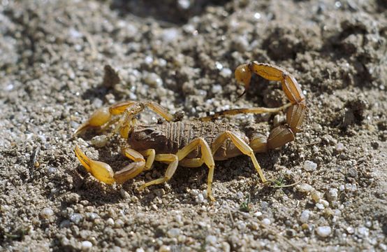 Image of Common yellow scorpion