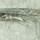 Image of <i>Stegommata sulfuratella</i>