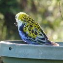 Image of Pale-headed rosella